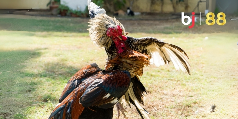 Mô hình đá gà BJ88 chân thực sống động hút mọi ánh nhìn