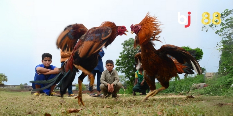Những trận chọi gà mãn nhãn khiến người xem không thể rời mắt