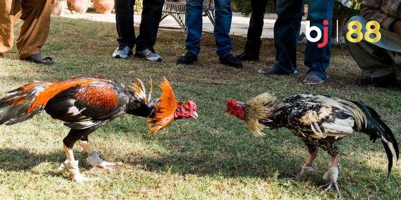 Bảng kèo đá gà BJ88 đa dạng giúp cược thủ dễ chọn kèo